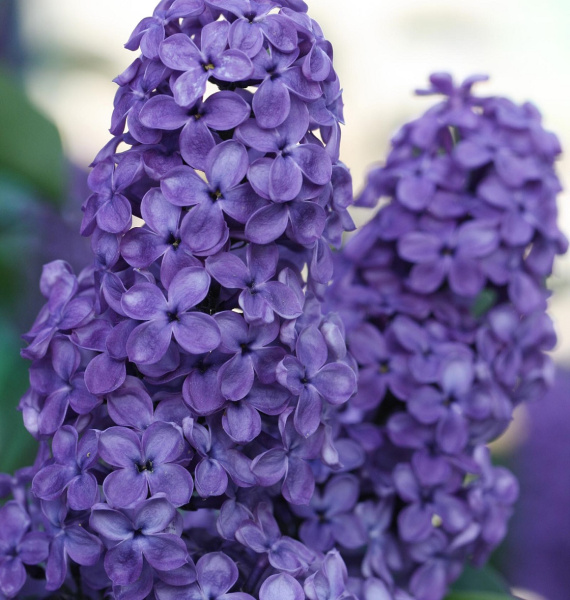 Сирень обыкновенная (Syringa vulgaris) "Mood Indigo"