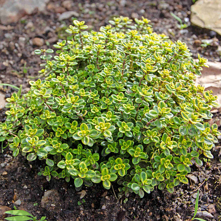 Тимьян лимоннопахнущий (Thymus citriodorus) «Variegated»