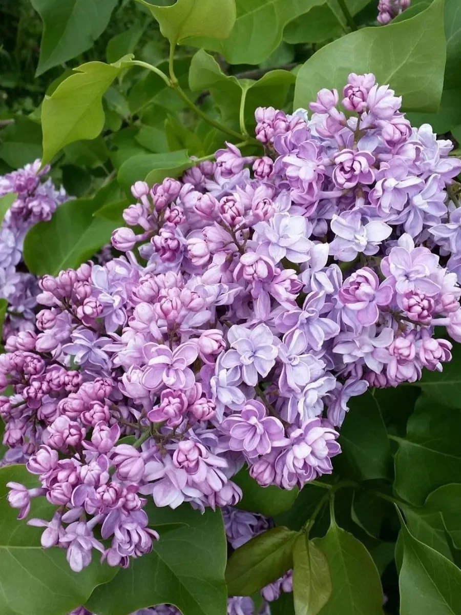 Сирень обыкновенная (Syringa vulgaris) "Изобилие"