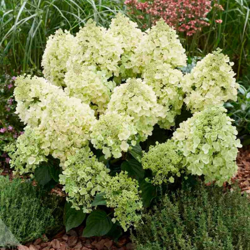 Гортензия метельчатая «Bee Sweet»