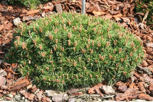 Сосна крючковатая (горная) (Pinus mugo uncinata) "Paradekissen"