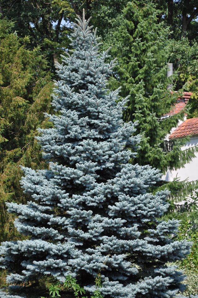 Ель колючая (Picea pungens) “Colorado Blue”