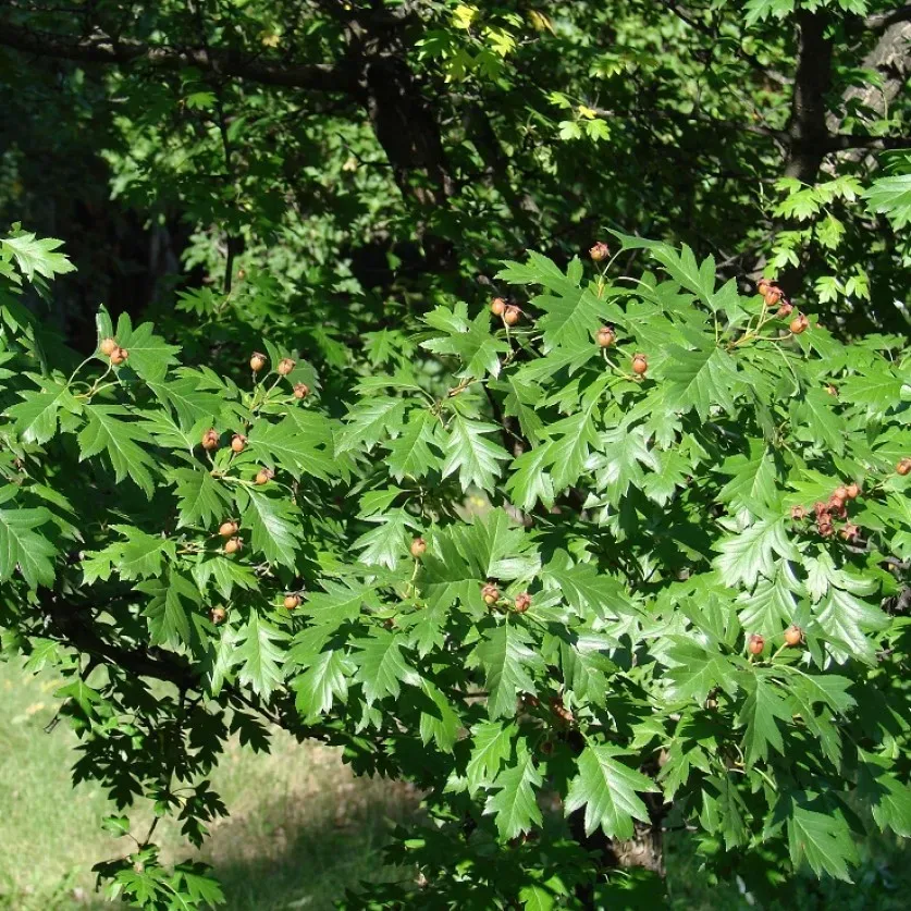 Боярышник перистонадрезанный (Crataegus)                 "Roseum"