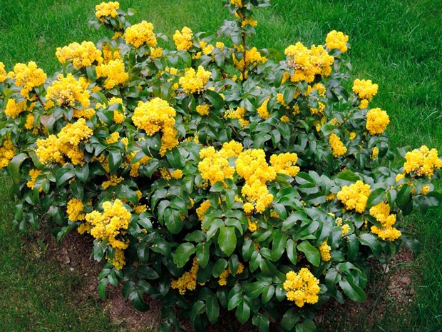 Магония падуболистная(Mahonia aquifolia)