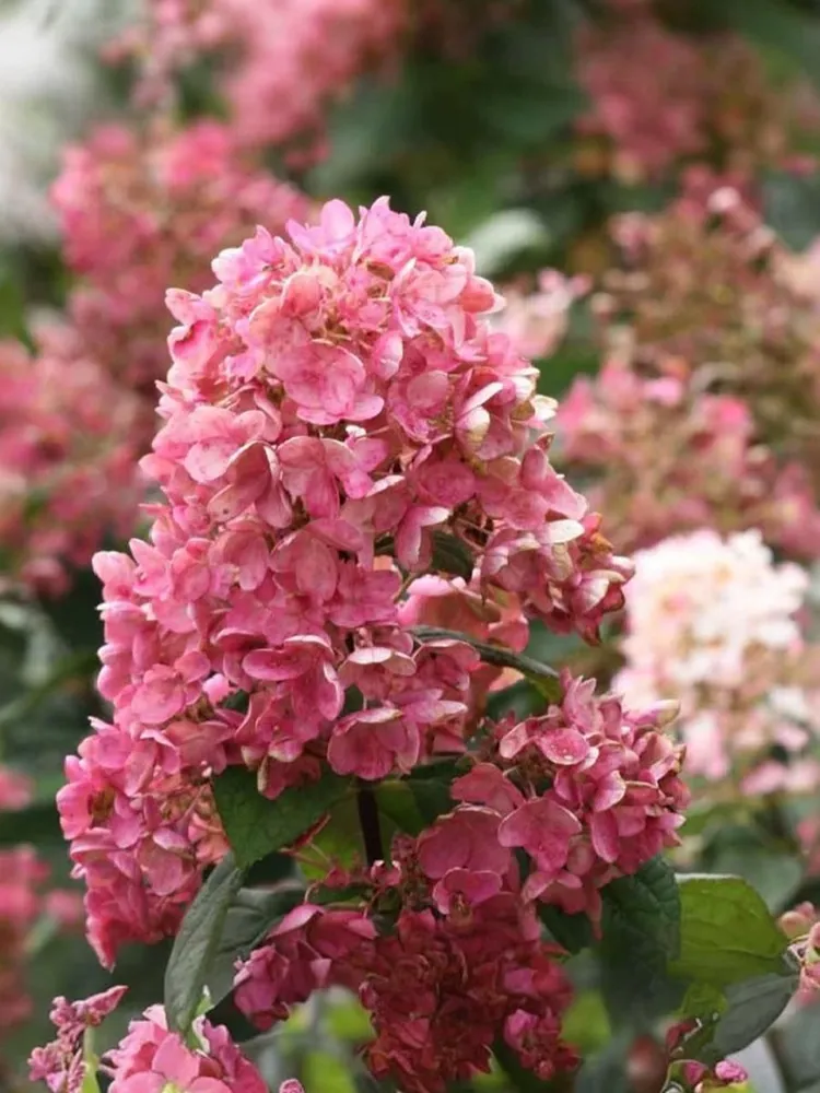 Гортензия метельчатая «Tickled Pink»