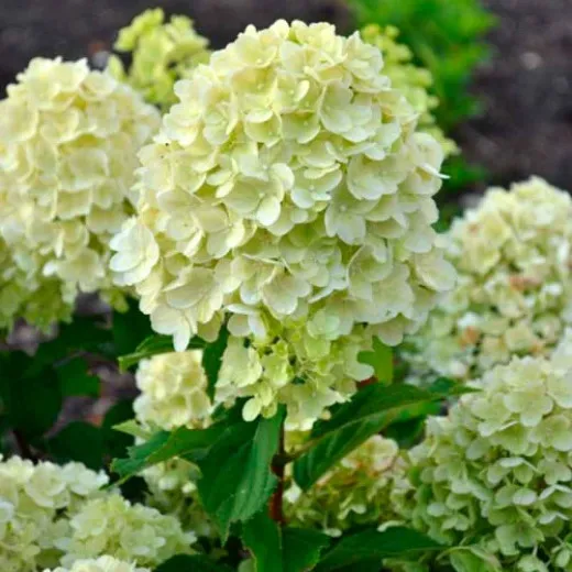 Гортензия метельчатая (Hydrangea paniculata) «Gardenlight Lemonlight»