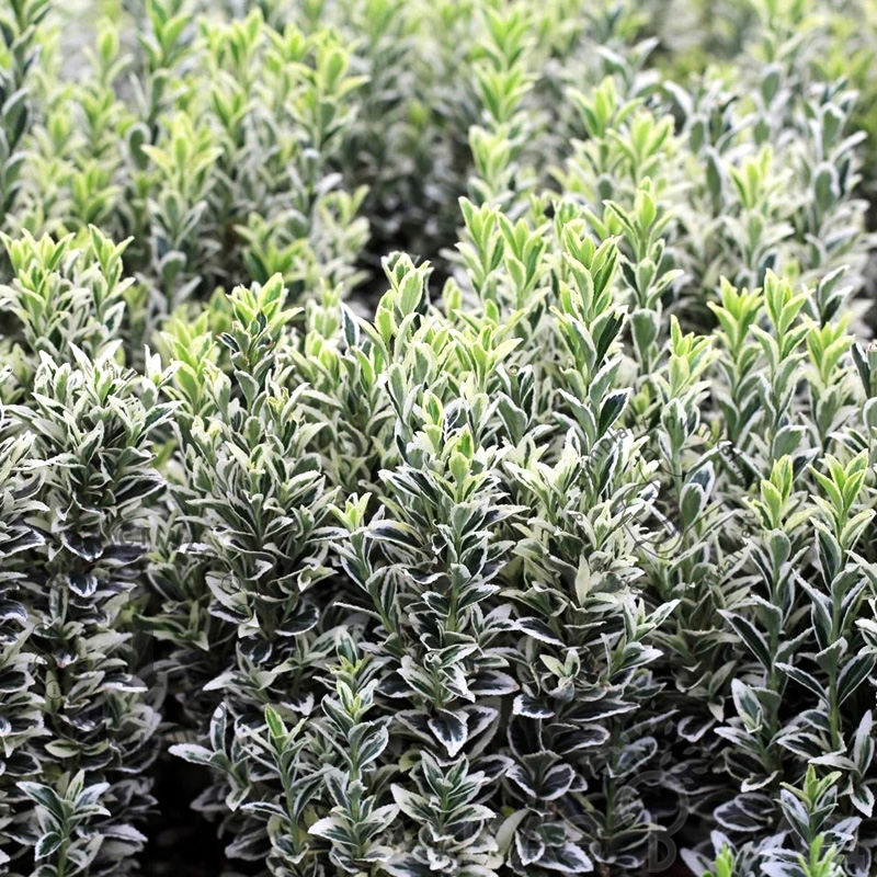 Бересклет японский  "Microphylla Albovar"