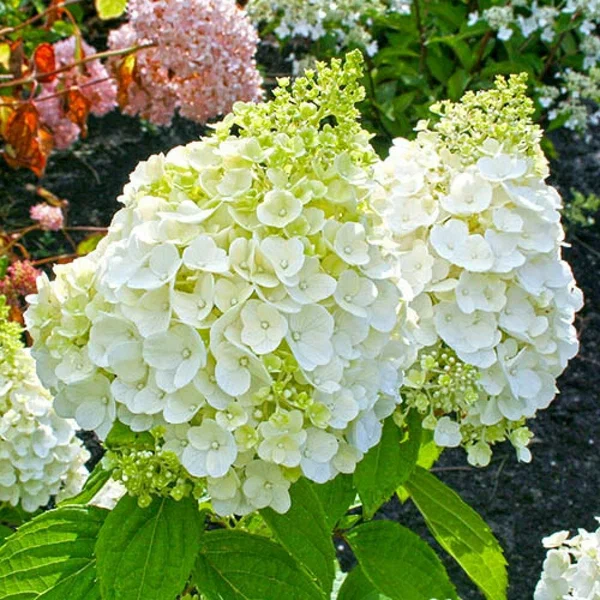 Гортензия метельчатая (Hydrangea paniculata) «Magical Mont Blanc»