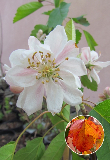 Яблоня декоративная (Malus) "Charlotte"