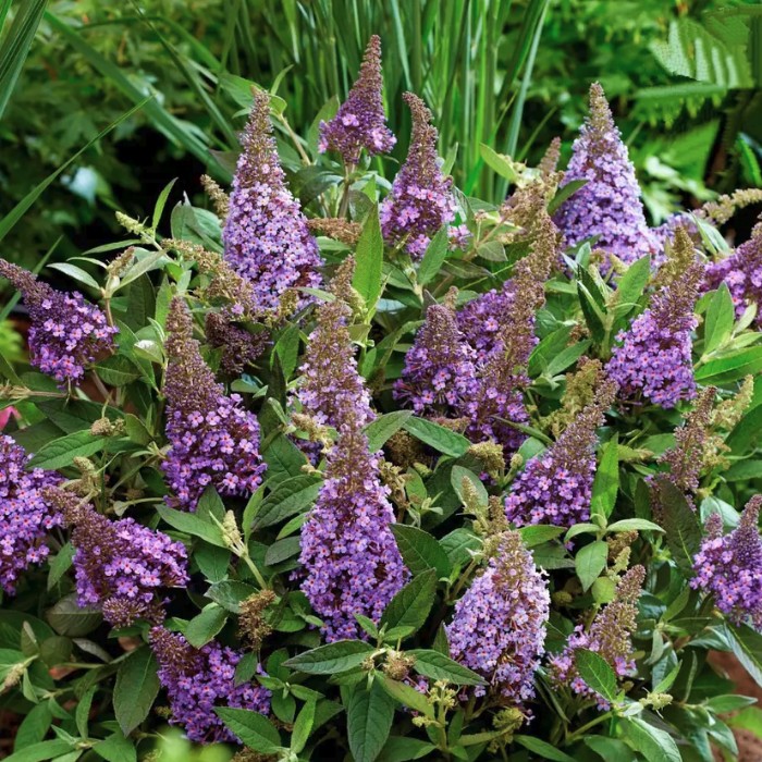 Буддлея Давида (Buddleja davida) «Butterfly Candy Lila Sweetheart»