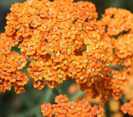 Тысячелистник обыкновенный (Achillea millefolium) “Terracotta”