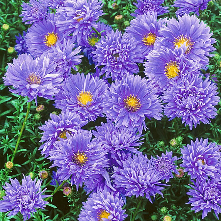 Астра новобельгийская "Marie Ballard"