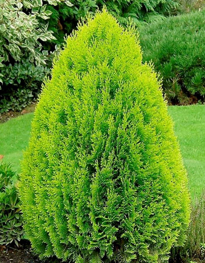 Туя западная (Thuja occidentalis) "Elegantisima"
