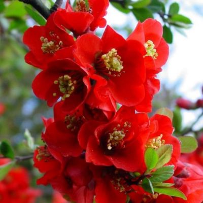 Айва японская (Chaenomeles)           «Texas Scarlet»