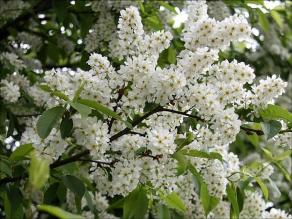 Черемуха обыкновенная "Сахалинская " ком 