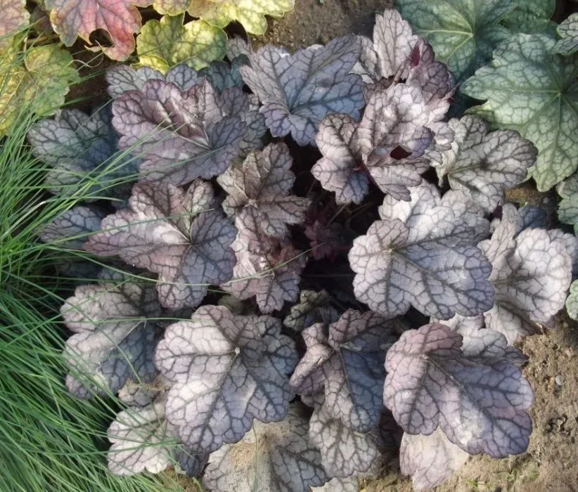 Гейхера (Heuchera) «Glitter»
