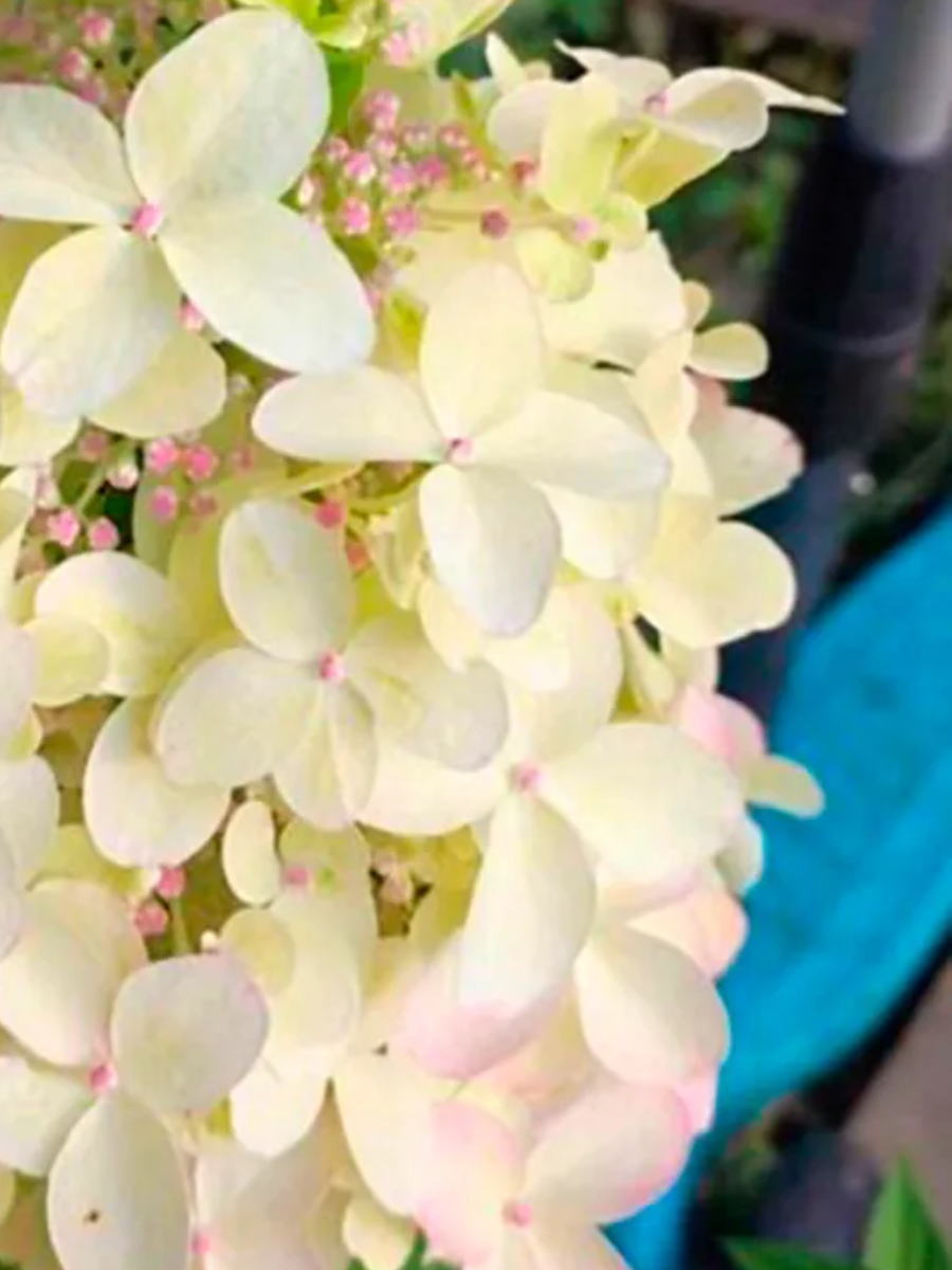 Гортензия метельчатая (Hydrangea paniculata) «Pandria»