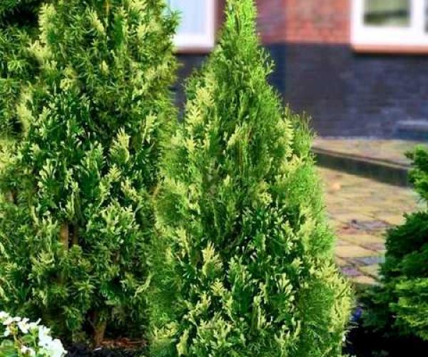 Туя западная (Thuja occidentalis)  “Smaragd Variegata”