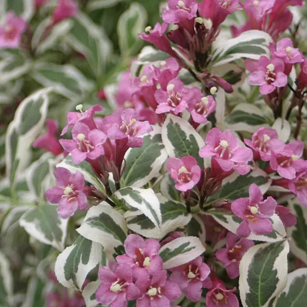Вейгела (Weigela) "Monet"