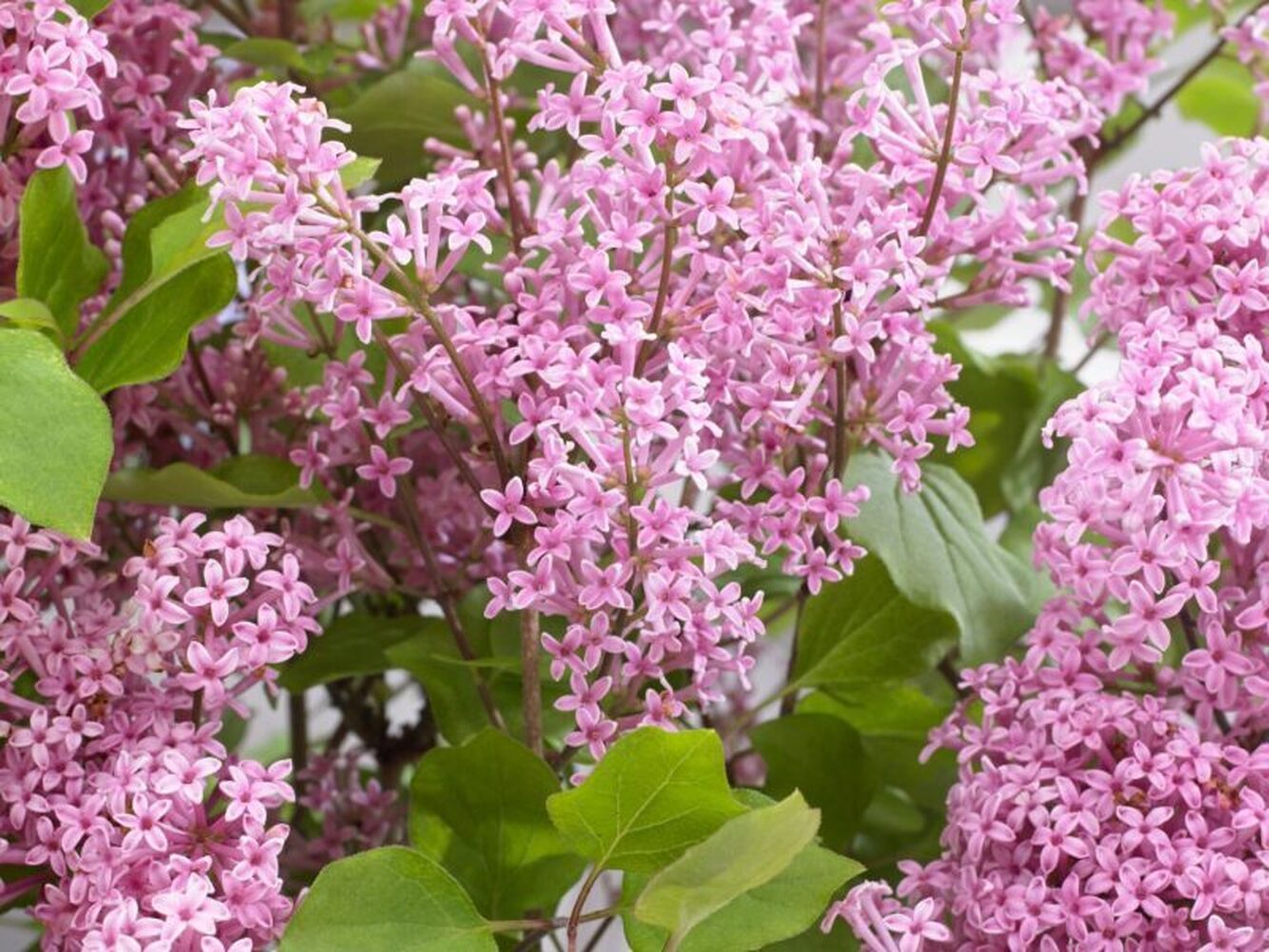 Сирень Мейери (Syringa meyeri) «Flowerfesta Pink»
