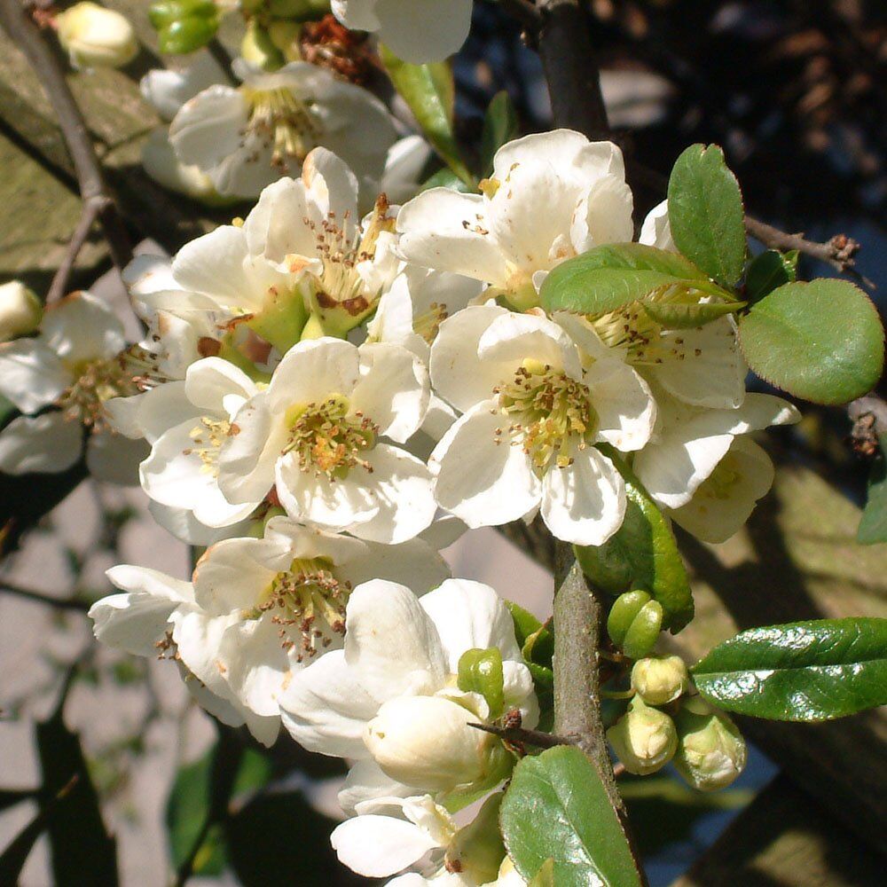 Айва японская  (Chaenomeles)            «Jet Trail»