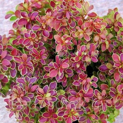 Барбарис Тунберга (Berberis thunbergii) "Golden Ring"