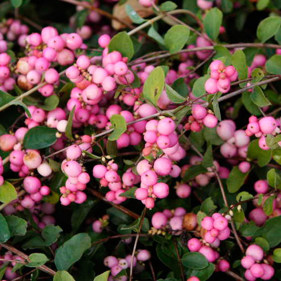 Снежноягодник Доренбоза (Symphoricarpos doorenbosii) 'Mother of Pearl'
