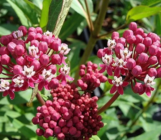 Ваточник  инкарнатный «Cinderella»