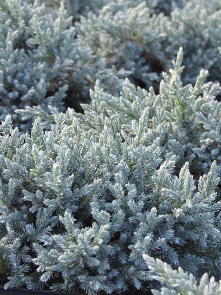 Можжевельник чешуйчатый (Juniperus squamata) "Tropical Blue"