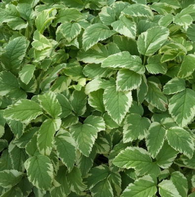 Сныть обыкновенная  пестролистная (Aegopódium podagrária)