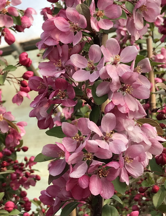 Яблоня декоративная  (Malus)                      «Indian Magic»