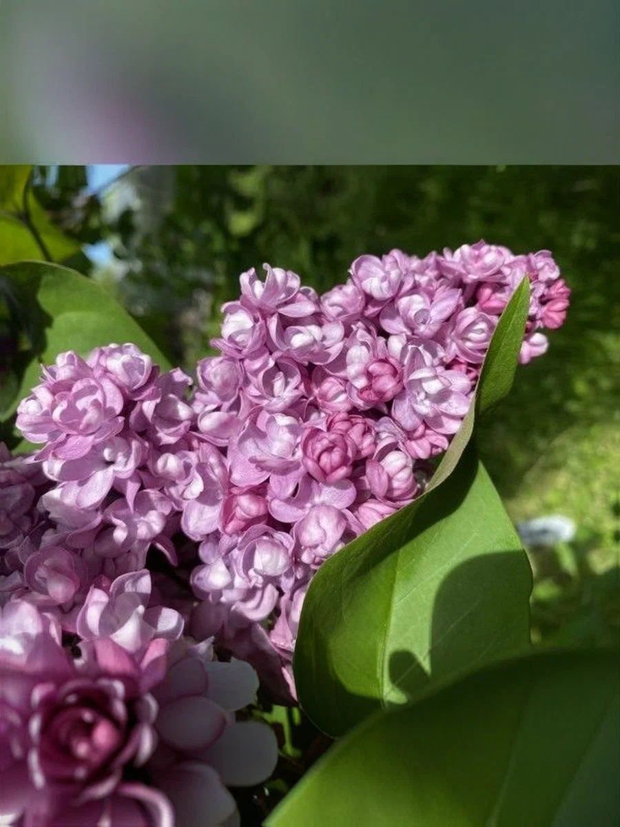 Сирень обыкновенная (Syringa vulgaris) "Perle"
