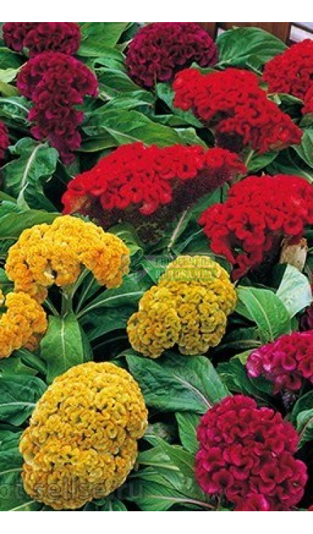 Целозия гребенчатая (Celosiaargenteaf.сristata)«ArmorRed»