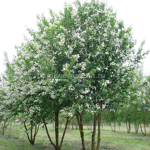 Черемуха Маака