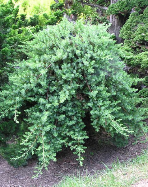 Можжевельник прибрежный (Juníperus conférta)                    “Blue Pacific”