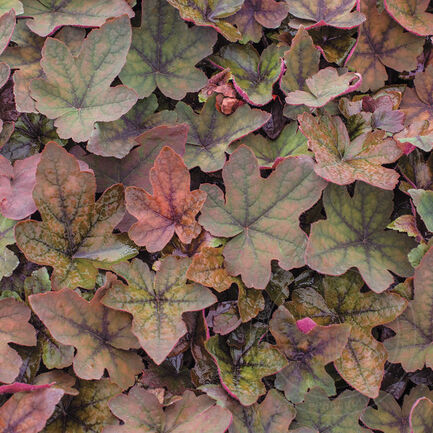 Гейхерелла (Heucherella) «Art Deco»