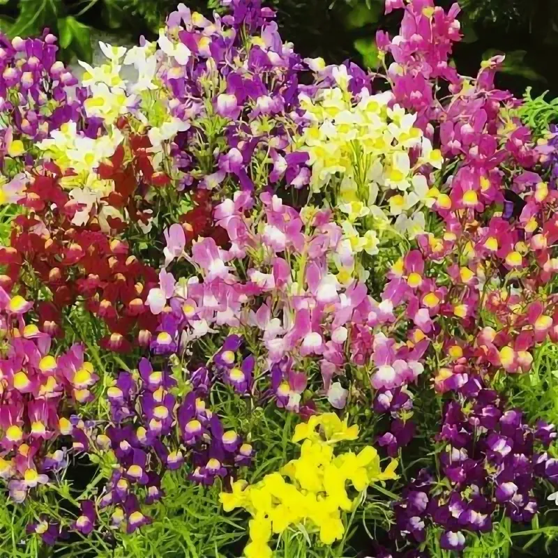 Линария (Linaria) mix