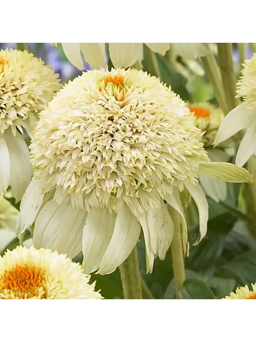 Эхинацея (Echinacea) «Milkshake»