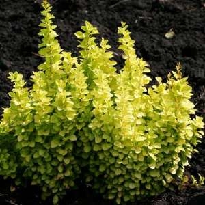 Барбарис Тунберга "Aurea"