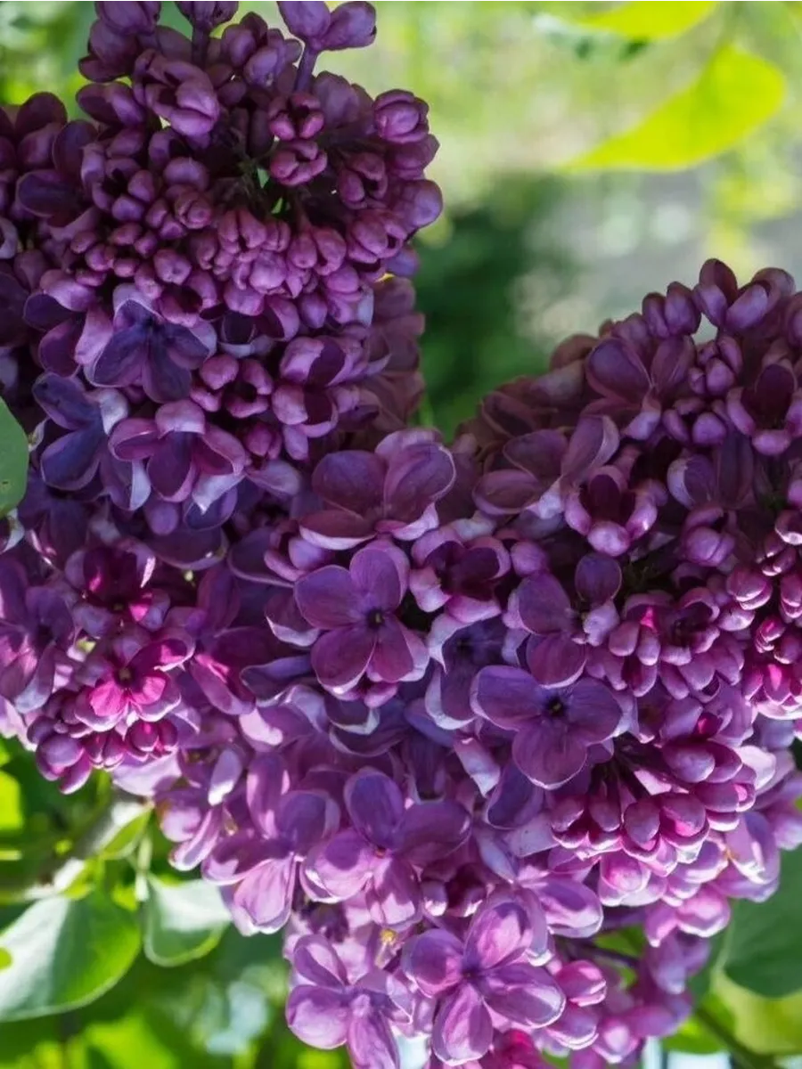 Сирень обыкновенная (Syringa vulgaris)"Маршал Жуков"