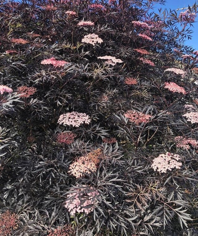 Бузина черная "Black Lace"