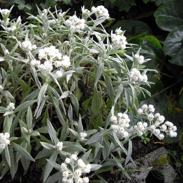 Анафалис трехжилковый (Аnaphalis triplinervis) «Siberregen»