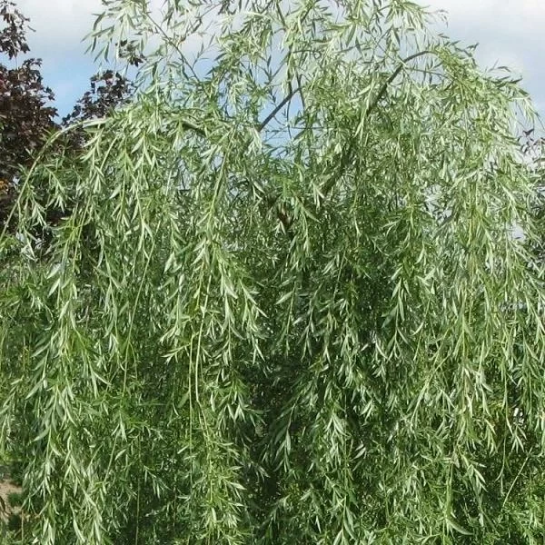 Ива (Salix)            «Плакучий гном»