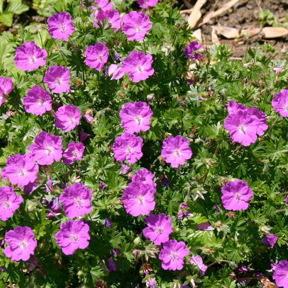 Герань кроваво-красная (Geranium sanguineum)