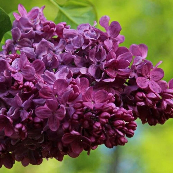 Сирень обыкновенная (Syringa vulgaris)"Маршал Соколовский"