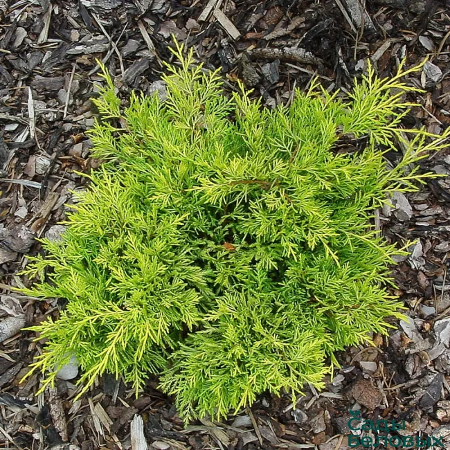 Можжевельник средний (Juniperus media) “Golden Joy"