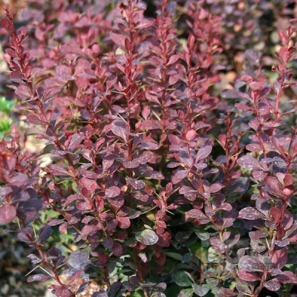 Барбарис Тунберга (Berberis thunbergii) "Red Pillar"