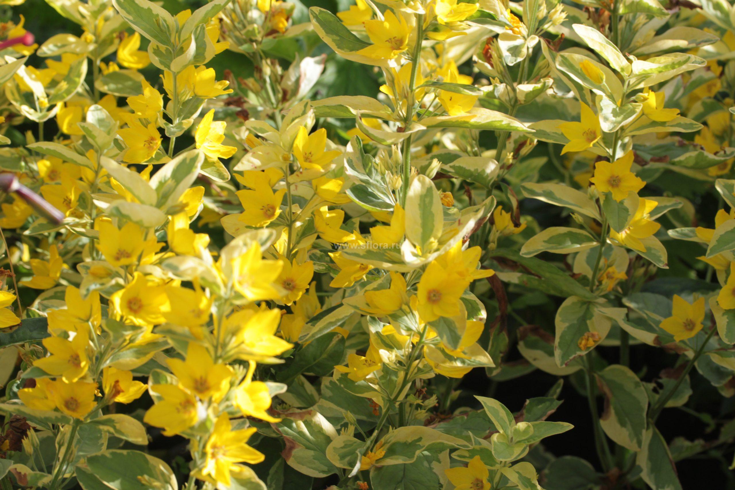 Вербейник точечный (Lysimachia punctata) “Golden Aleksander”