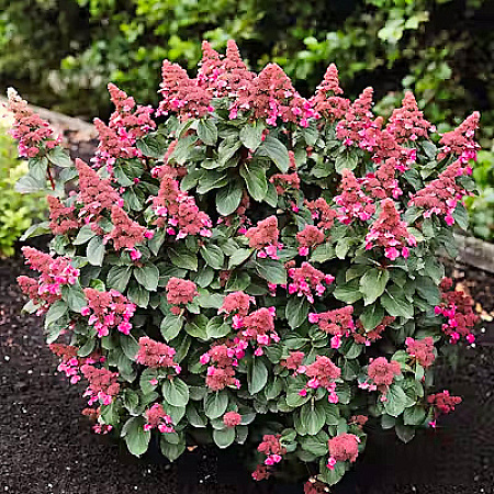 Гортензия метельчатая «Infinity»