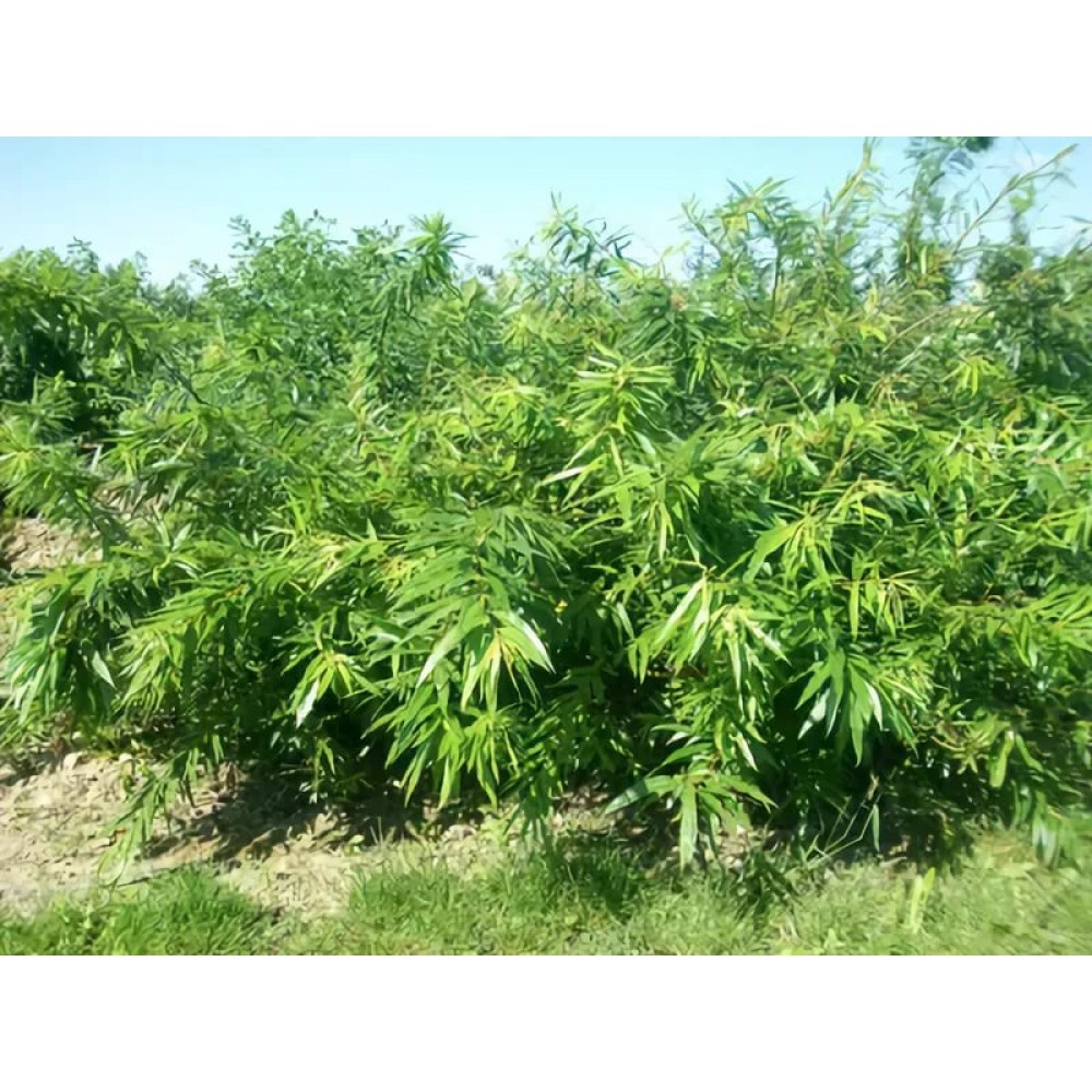 Ива удинская "Sekka"